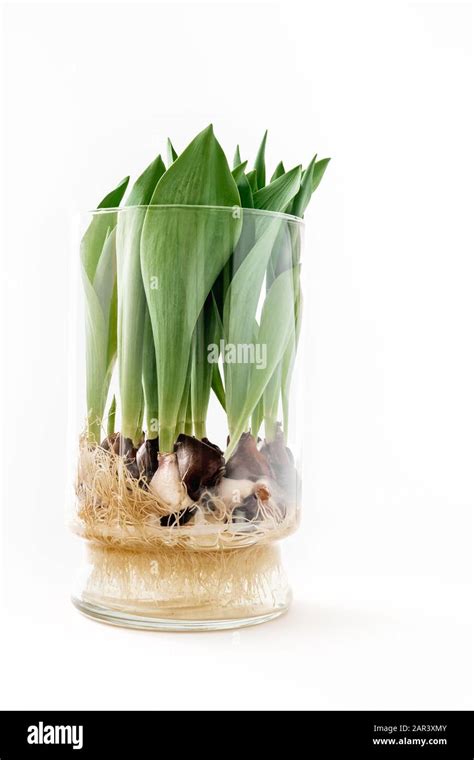 Tulips in a glass vase. Growing tulip bulbs indoors in water Stock Photo - Alamy