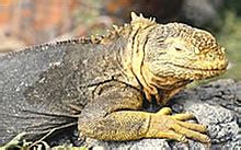 Galapagos Land Iguana - Facts, Size, Habitat & Variations