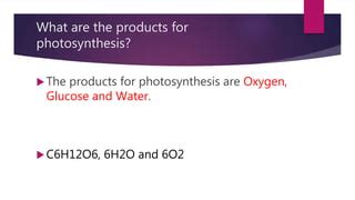 Photosynthesis | PPT