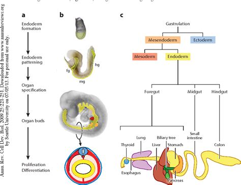 Figure 1 from Vertebrate endoderm development and organ formation ...