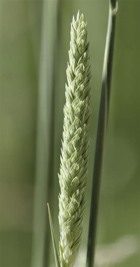 Phalaris aquatica - Plant Biodiversity of South-Western Morocco