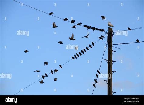 Birds on a telegraph pole Stock Photo - Alamy