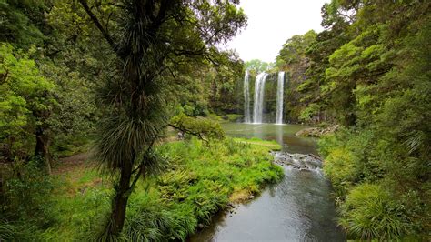 Are Dogs Allowed At Whangarei Falls