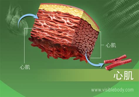 肌肉类型 | 学习肌肉解剖学