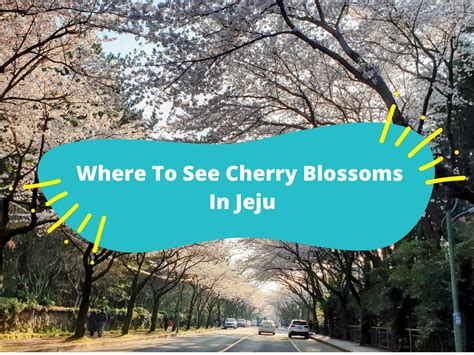 Where To See Cherry Blossoms In Jeju - KKday Blog