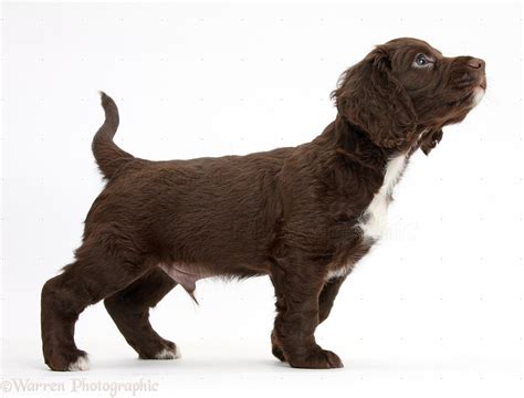 Dog: Chocolate Cocker Spaniel puppy sniffing the air photo WP39373