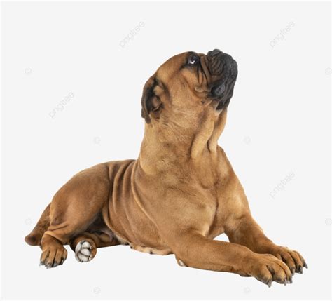 Bullmastiff In Studio Dog Guard, Purebred, Animal, Studio PNG Transparent Image and Clipart for ...