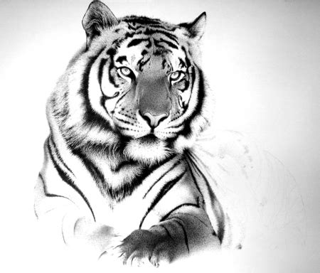 Black And White Tiger Face Tattoo