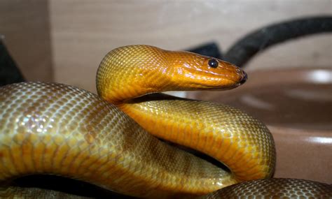 Wales Male Woma Python - Reptile Forums