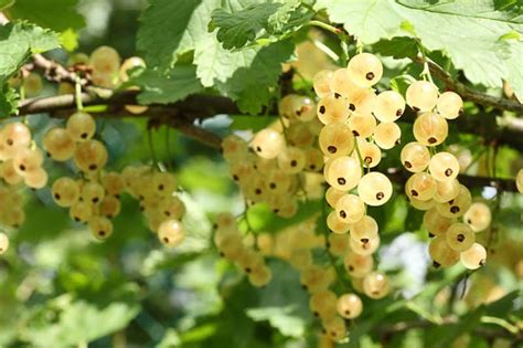 White Currants: Best Varieties, Growing Guide, Care, Problems, and Harvest