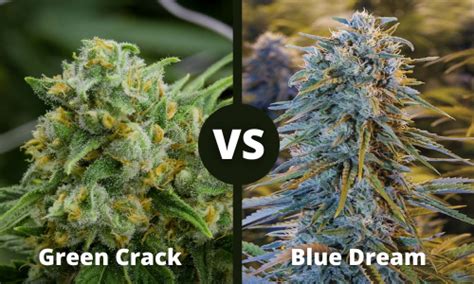 Green Crack Vs Blue Dream - Compare 16 Strain Features