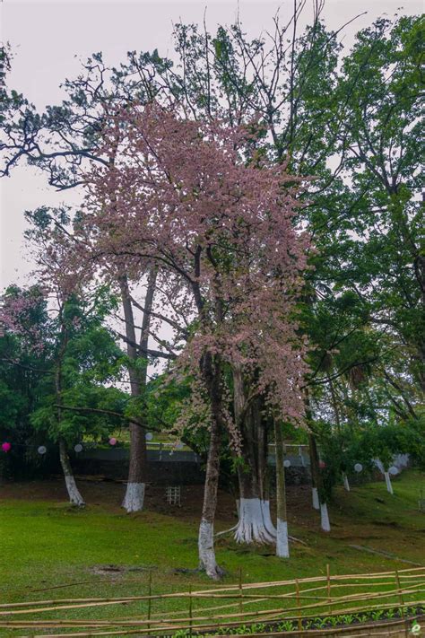 Shillong Cherry Blossom Festival 2019 - Book Your Trip Here