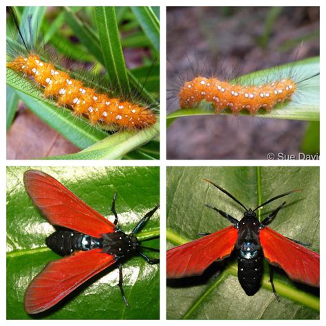 The Spotted Oleander Caterpillar Moth is a moth of the Arctiidae family ...