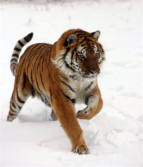 Siberian Tiger Running in Snow Stock Photo - Image of head, aggressive: 10506326