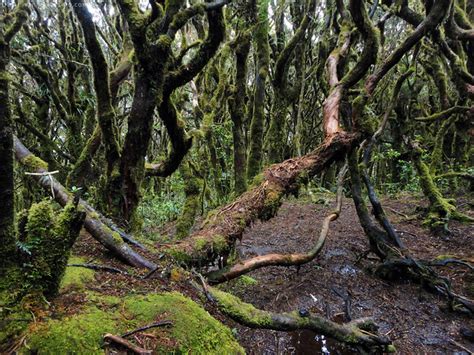 Batang Lakwatsero: Mt. Dulang-Dulang (D2K Traverse) | Inside a World of ...