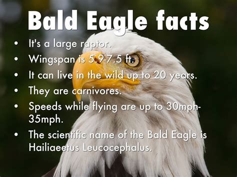 Eagle Gallery: 20 interesting facts about eagles