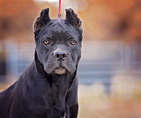 Cane Corso Dogo Argentino - Asking List