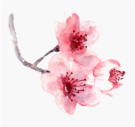 Watercolor Painting Pink - Cherry Blossom Fragrance Watercolor Art Print Paint… | Watercolor art ...