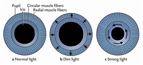 Eye Opener: Physiology - Image formation