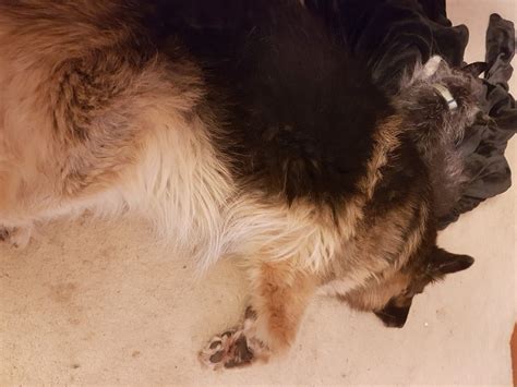 Why Does My German Shepherd Sleep On Its Back? (Sleeping Positions You ...