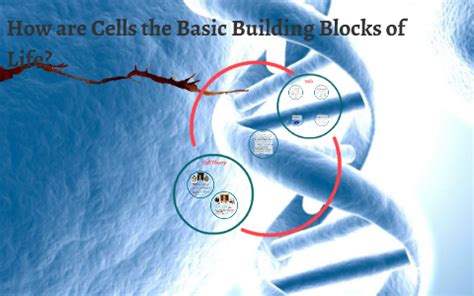 How are Cells the Basic Building Blocks of Life? by Nahim Kamruzzaman on Prezi