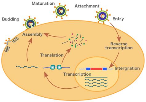 HIV Infection: Causes, Symptoms, Stages of HIV Infection, Treatment