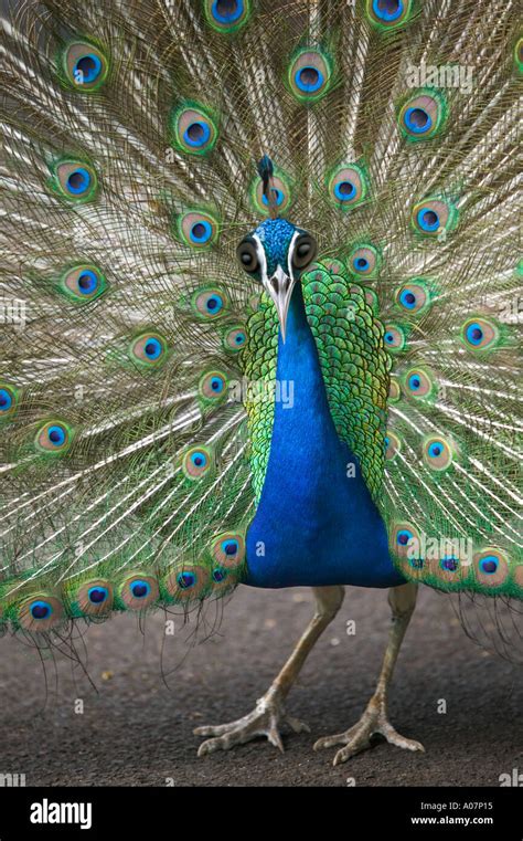 Funny Peacock with big buggy eyes Stock Photo - Alamy