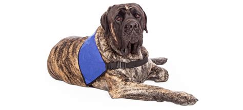 Best Dog Anxiety Vests to Calm Stressed Dogs