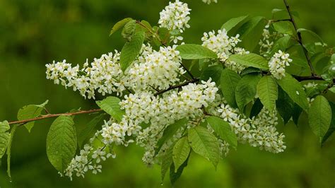 What are the ideal UK native trees to grow in your garden? Here's our top 14 best trees to plant ...