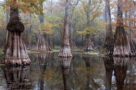 Cypress Pond in Fog Photograph by Alex Mironyuk - Fine Art America