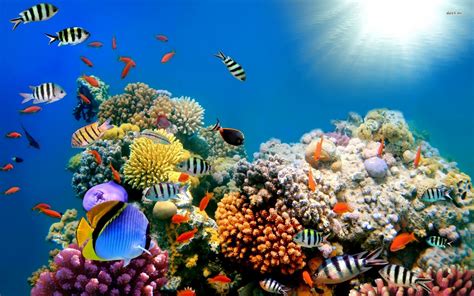 🔥 [49+] Coral Reef Screensavers & Wallpapers | WallpaperSafari