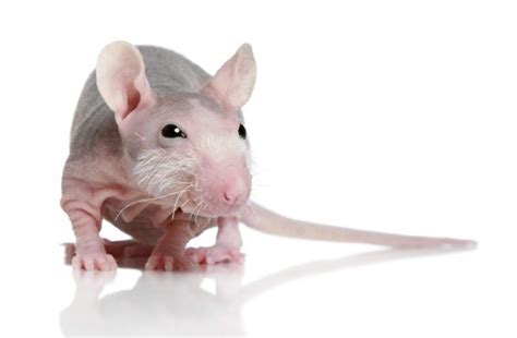 Pet Rat Breed & Varieties: Types of Pet Rats (Pictures) | Rata sin pelo ...