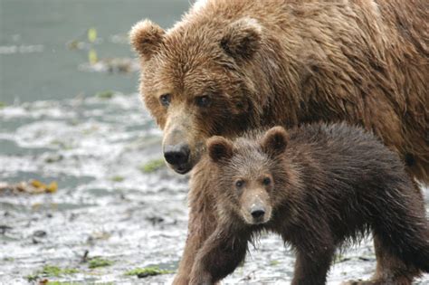 How Intelligent are Kodiak Bears and Can they Communicate? - Robin Barefield