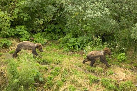 Imagen gratis: dos, oso grizzly, cachorros