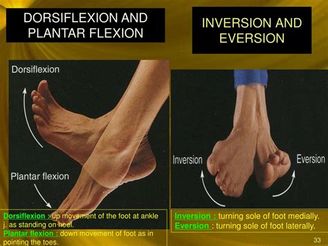 PPT - JOINTS & MOVEMENTS PowerPoint Presentation, free download - ID:2436348