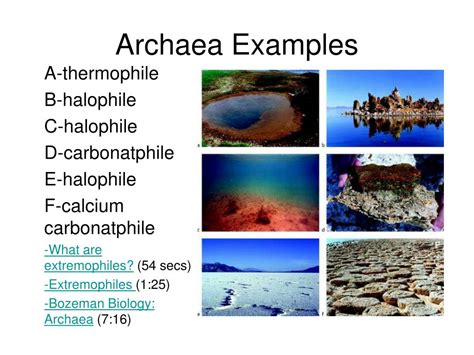 Archaea Examples