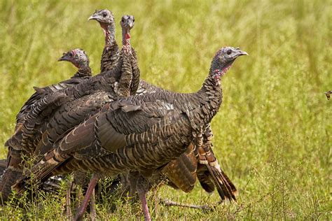 Wild Turkeys Free Stock Photo - Public Domain Pictures