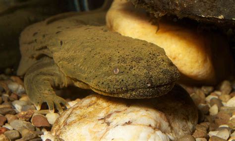 Hellbender | Defenders of Wildlife