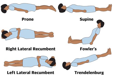 Anatomical Position: Definitions and Illustrations