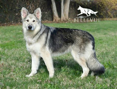 Long coat maskless silver sable German shepherd Owned be Bellevue German Shepherds Www ...