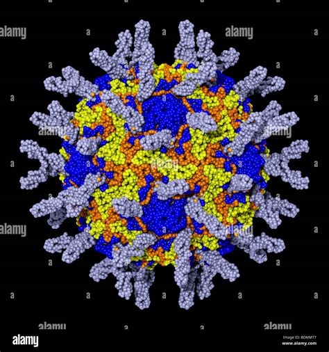 human rhinovirus 16 (HRV16 Stock Photo, Royalty Free Image: 25655819 ...