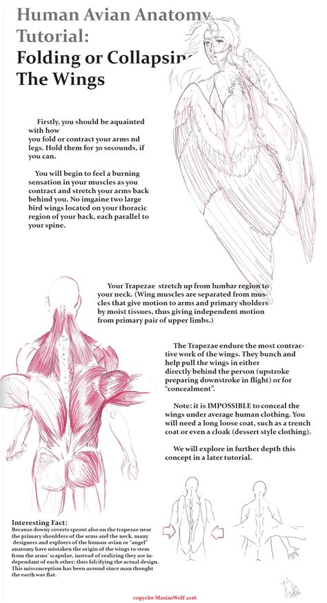 Human-Avian Anatomy: Contracting Wings Part 1 by MaximWolf on ...