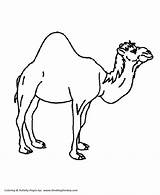 Single Hump Camel Coloring Pages  Page And Kids sketch template