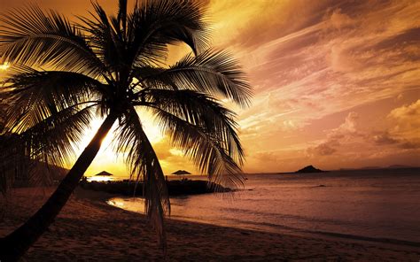 Green palm tree, landscape, sunset, beach, palm trees HD wallpaper ...