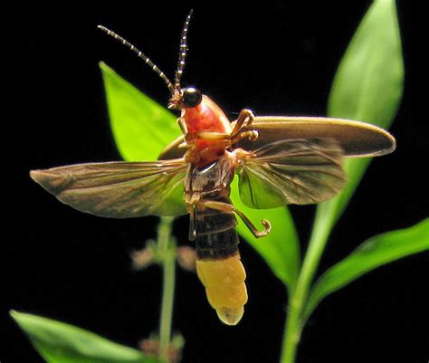 In Georgia And Around The World, Fireflies Face Threats – WABE