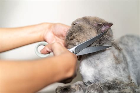 Premium Photo | Cat grooming, groomer cutting hair of cat in the beauty salon for dogs and cats