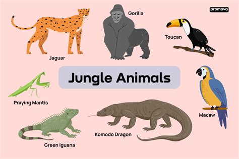 Jungle Animals List And Definitions
