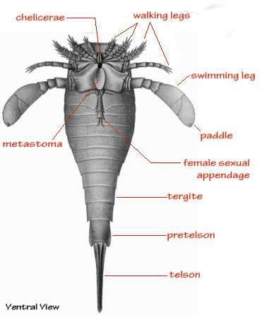 Cheliceriformes - Classe Eurypterida. Vista ventral de um Eurypterus | Escorpiões, Carrapatos, Mares