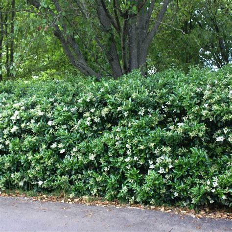 Waxleaf Privet Hedge - Ligustrum japonicum for Sale - Brighter Blooms Nursery – BrighterBlooms.com