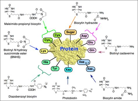 The avidin-biotin system | Ed Bayer's Group